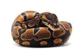 Ball Python Care Sheet: Food, Habitat ...