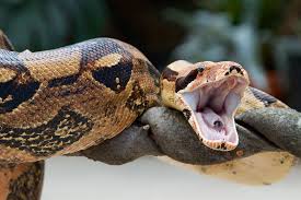 Boa Constrictor - Connecticut's ...