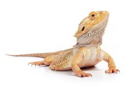 Bearded Dragon Care Sheet: Food ...