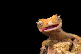 10 Crested Gecko FAQ | Jabberwock Reptiles