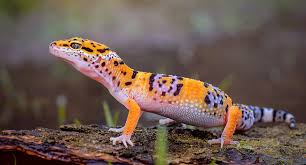 Caring For Your Pet Leopard Gecko ...