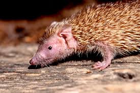 Tenrec | San Diego Zoo Animals & Plants