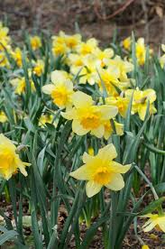 How to Plant Daffodils — the kokoro garden