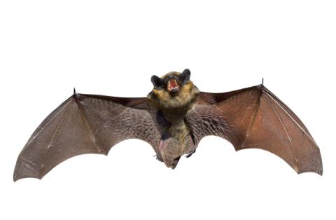 Chiroptera