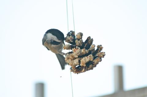 Bird eating from a bird feeder made from a pinecone