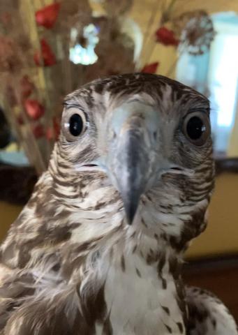 bird of prey looking straight at the camera 