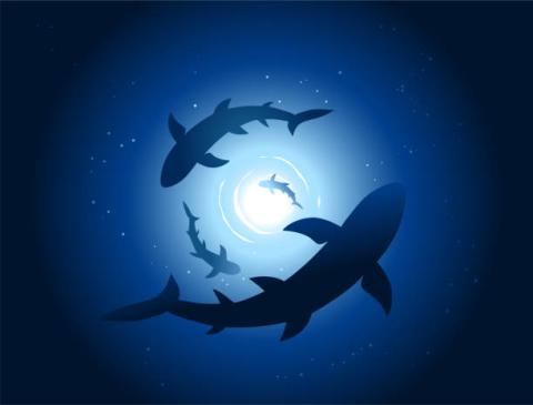silhouette of sharks swimming in a circle
