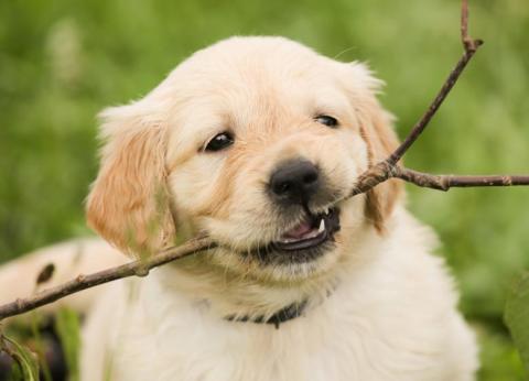 golden retriever puppy with a large stick in its mouth 