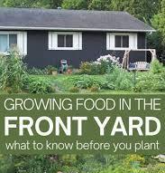 Growing vegetables in the front yard!