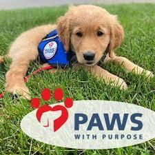 golden retriever puppy wearing a therapy dog vest and the "Paws with Purpose" logo written beneath the photo 