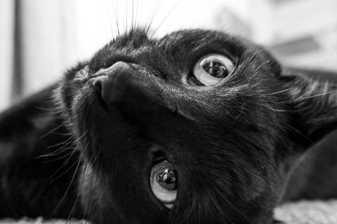 Portfolio & Art History of Our Studio Director - Autumn Stevens