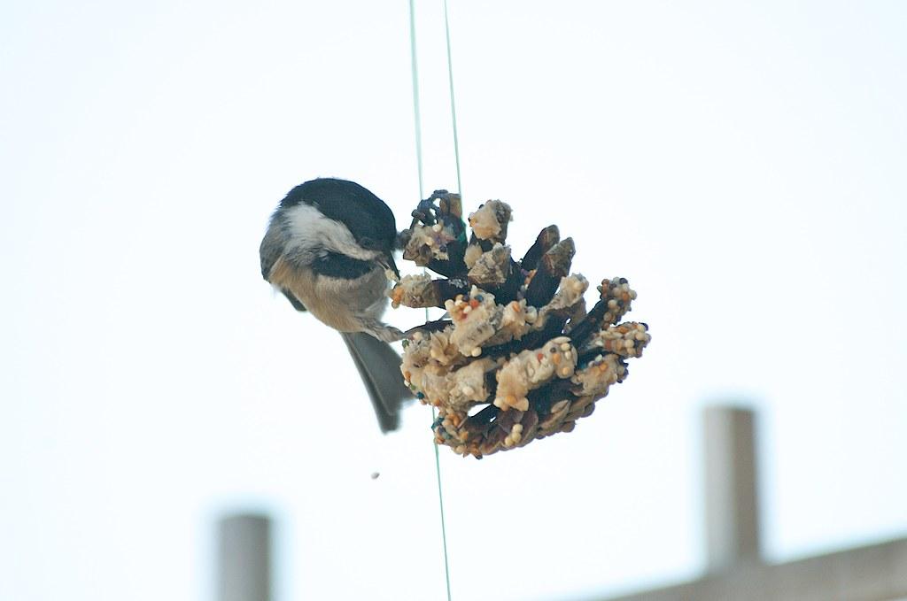 Bird eating from a bird feeder made from a pinecone