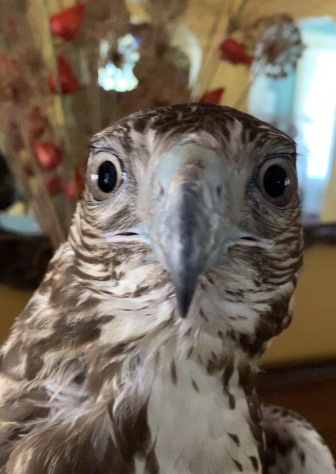 bird of prey looking straight at the camera 