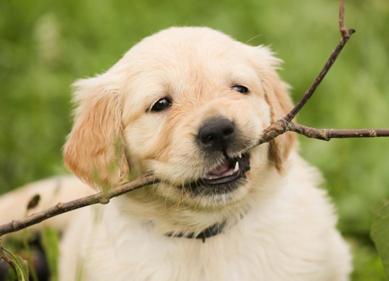 golden retriever puppy with a large stick in its mouth 